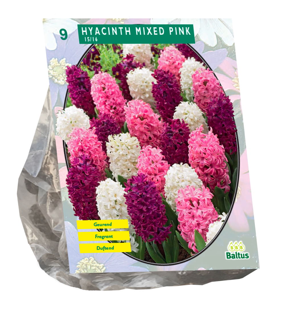 Bollen Hyacinth mixed pink 9 stuks - Baltus