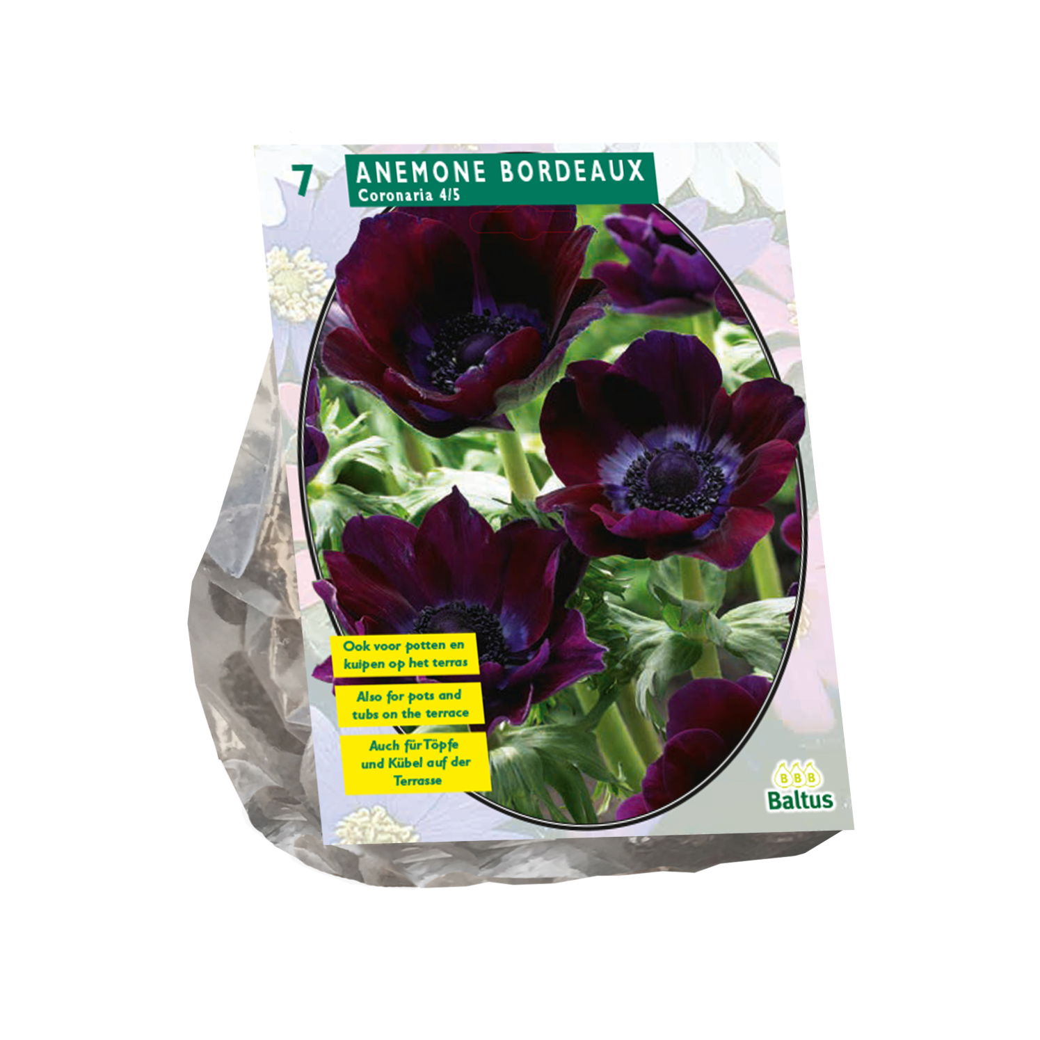 Bollen Anemone Coronaria Bordeaux 7 stuks - Baltus