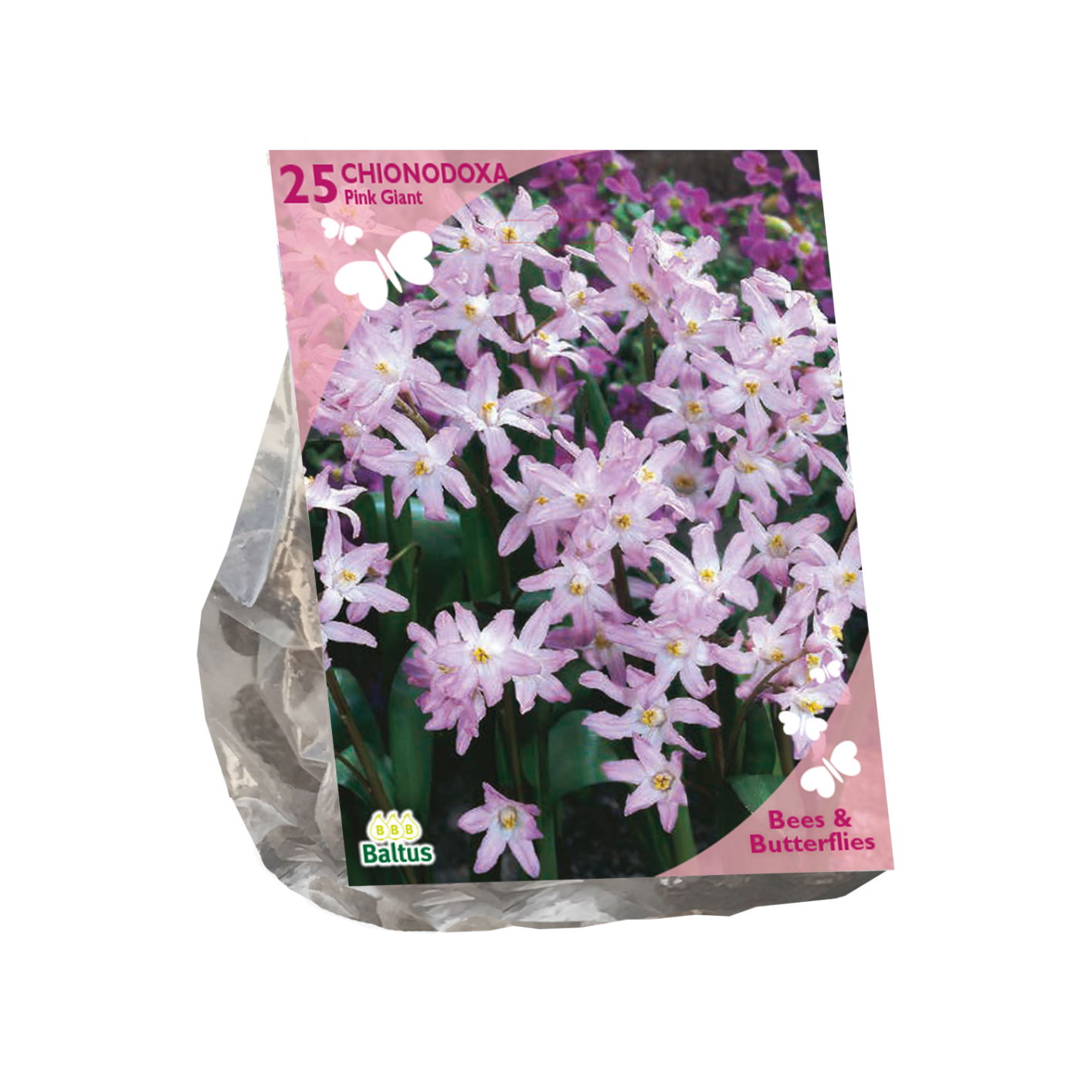 Bollen Chionodoxa Pink Giant 25 stuks - Baltus
