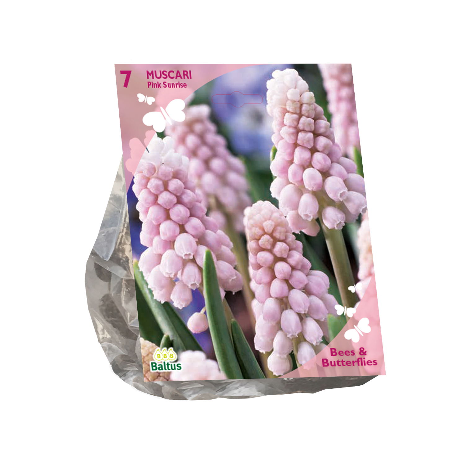 Bollen Muscari Pink Sunrise 7 stuks - Baltus