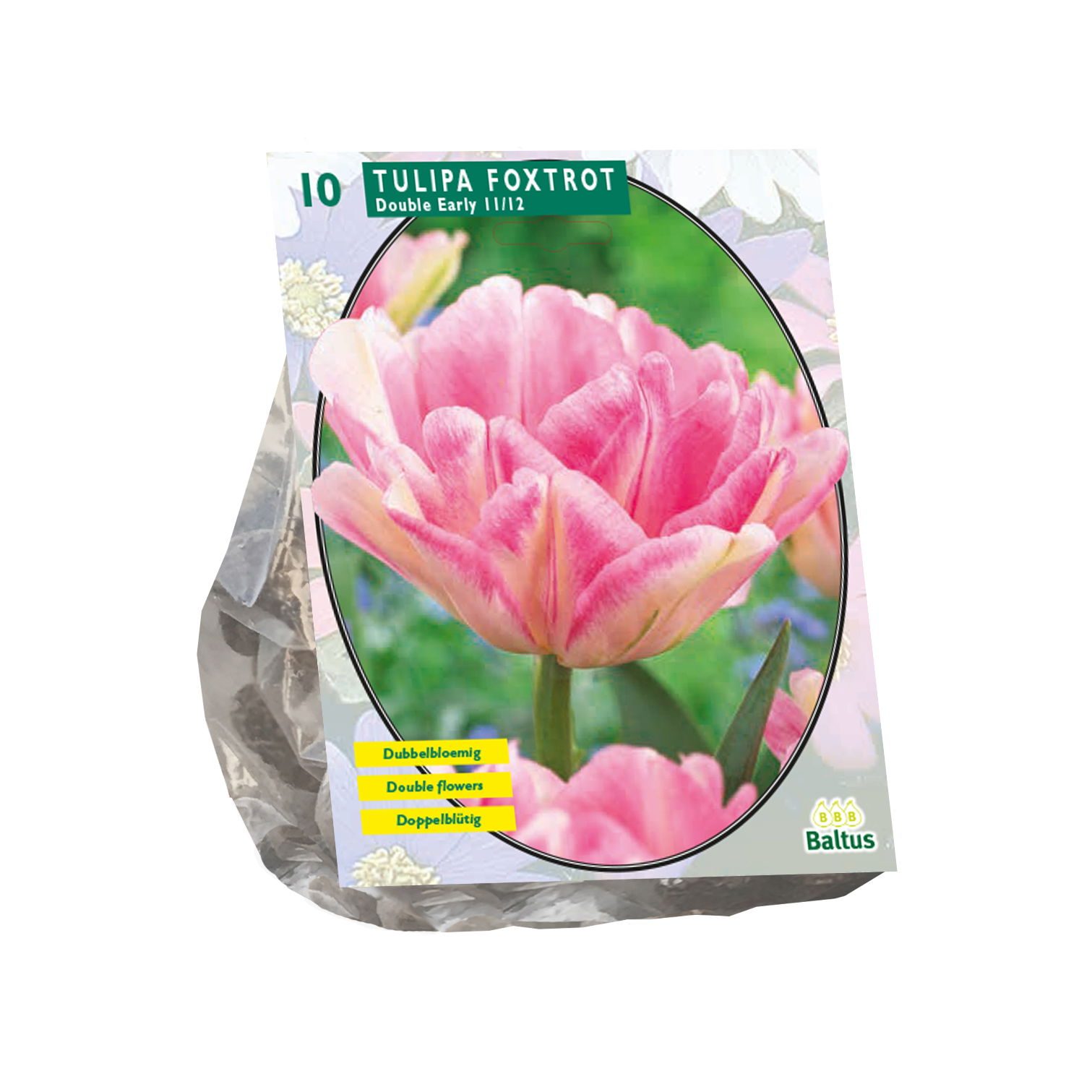 Bollen Tulipa Foxtrot 10 stuks - Baltus