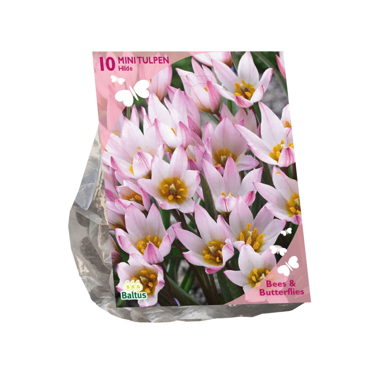 Bollen Tulipa cretica Hilde 10 stuks - Baltus
