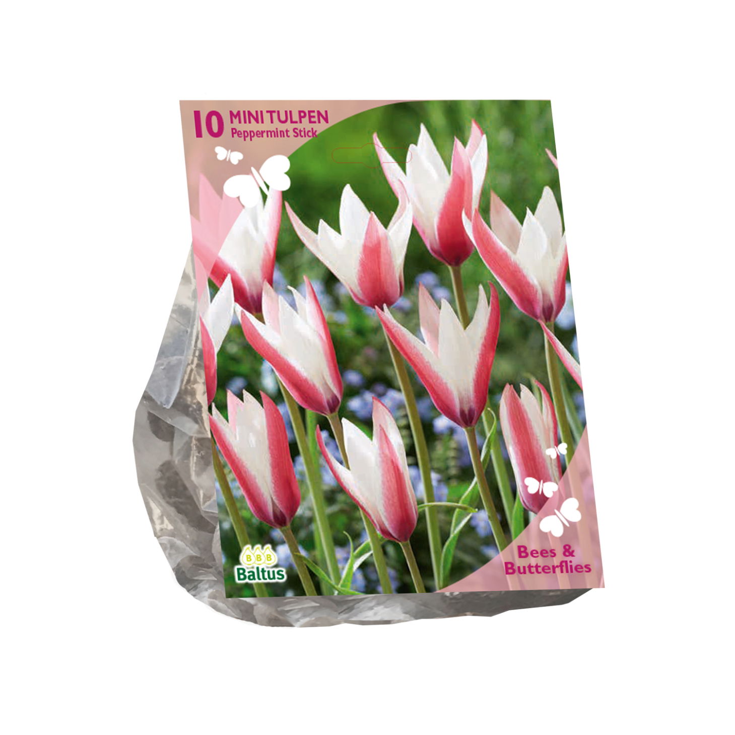 Bollen Tulipa Clusiana Peppermint stick 10 stuks - Baltus
