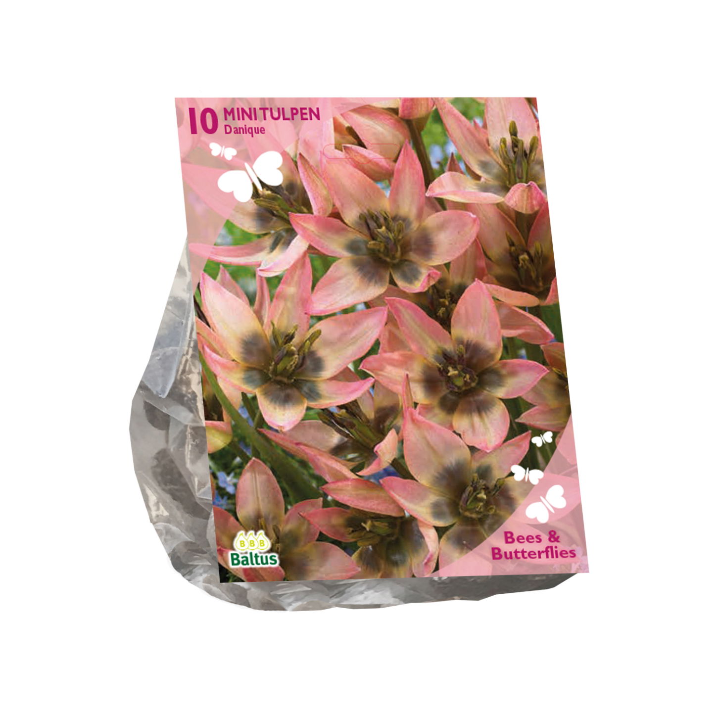 Bollen Tulipa Danique 10 stuks - Baltus