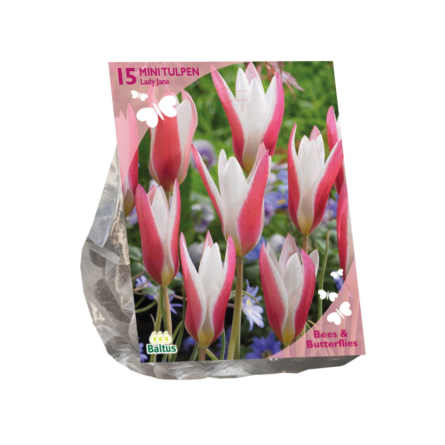 Bollen Tulipa Clusiana Lady Jane 30 stuks - Baltus