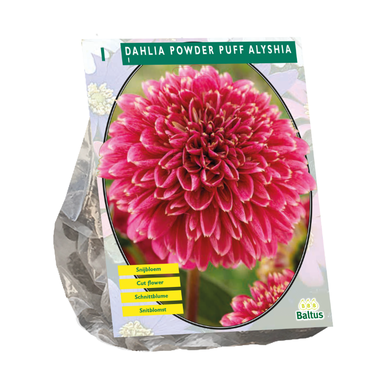 https://cdn.warentuin.nl/media/catalog/product/S/C/SCAN8719664030538_bloembollen_dahlia_powder_puff_alyshia_1_stuks_baltus_67ef.png