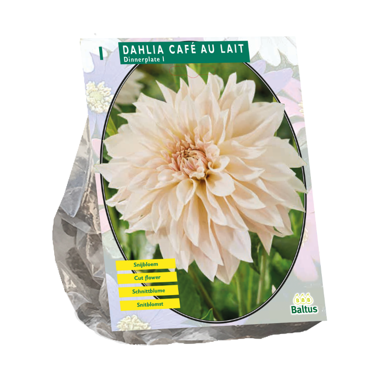 https://cdn.warentuin.nl/media/catalog/product/S/C/SCAN8719664030583_bloembollen_dahlia_cafe_au_lait_1_stuks_baltus_f3c6.png