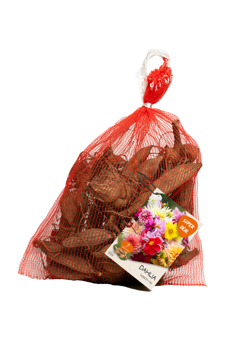 https://cdn.warentuin.nl/media/catalog/product/S/C/SCAN8719664032341_bloembollen_dahlia_variety_mixed_7_stuks_in_netlon_baltus_4f6a.png