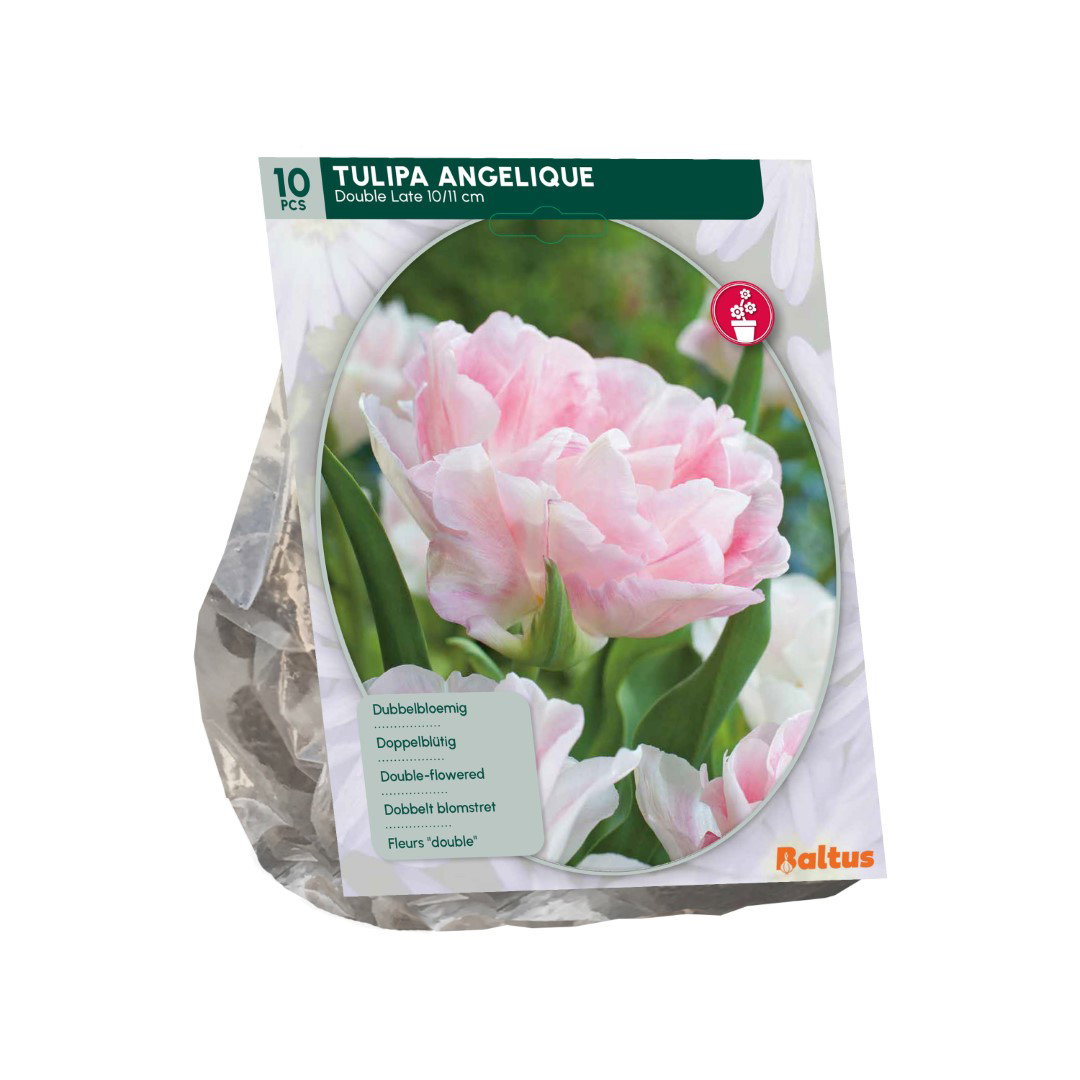 Tulipa Angelique 10 stuks bloembollen Baltus - Baltus