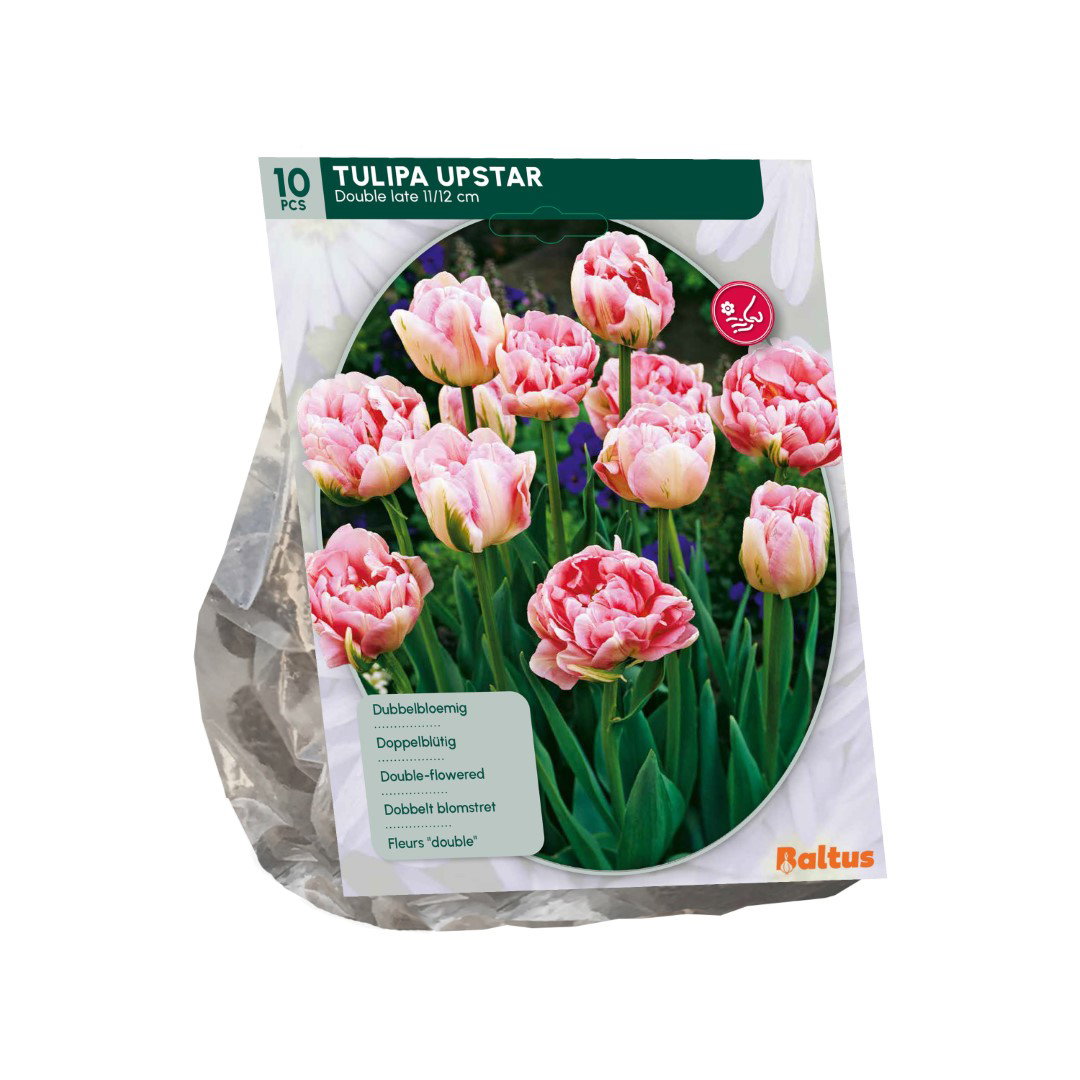 Tulipa Upstar 10 stuks bloembollen Baltus - Baltus