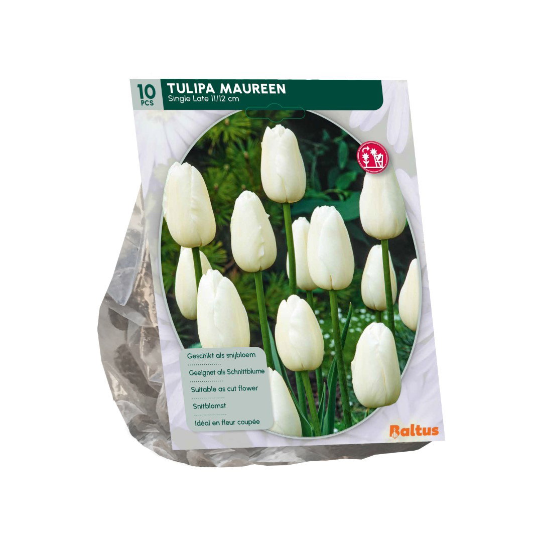 Tulipa Maureen 10 stuks bloembollen Baltus - Baltus