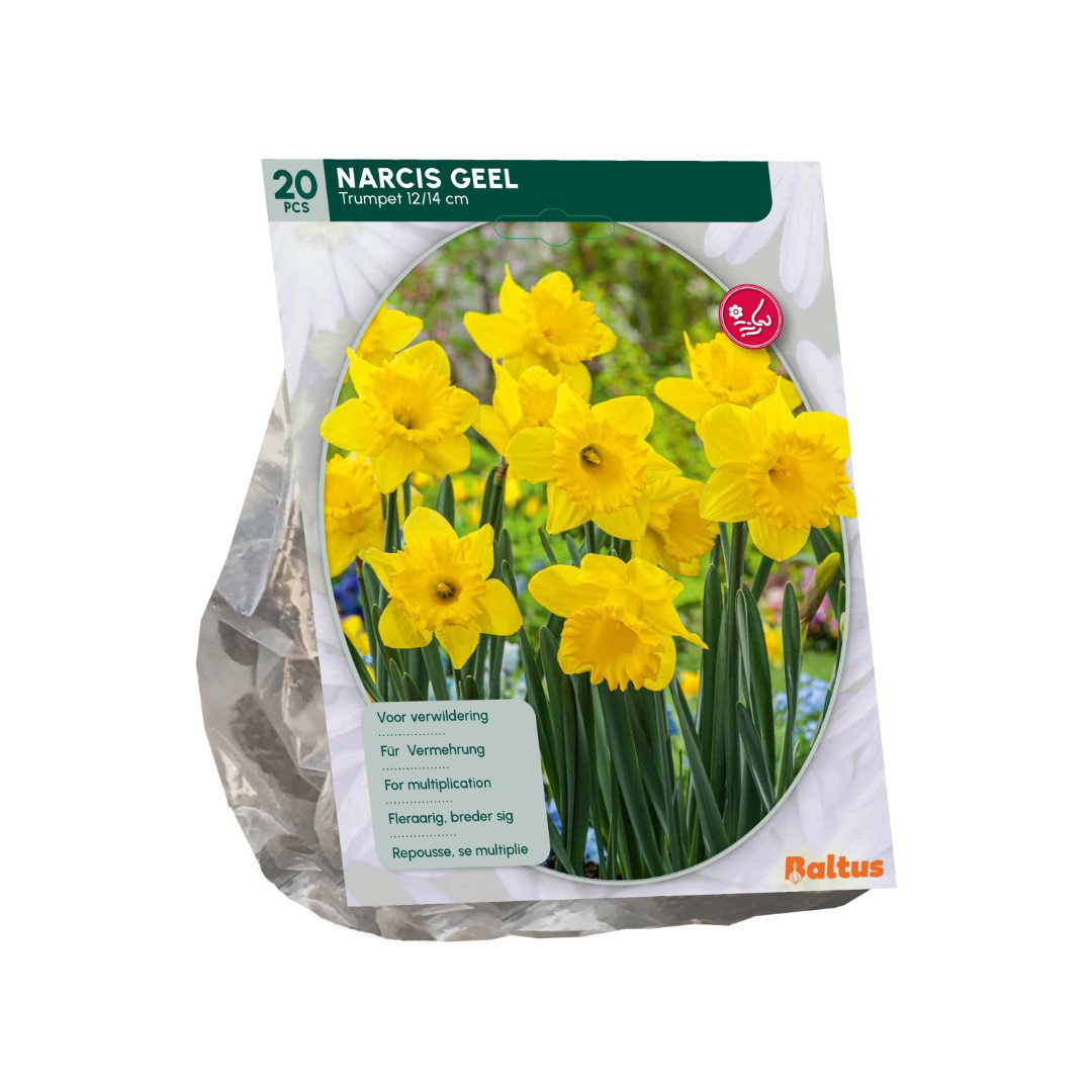 Narcis Trompet geel 15 stuks bloembollen Baltus - Baltus