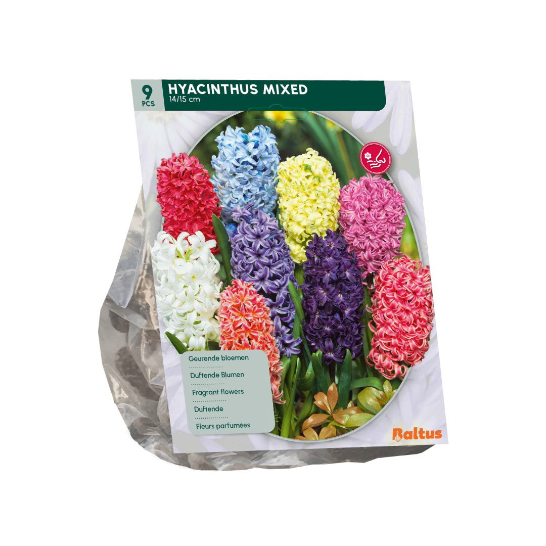 Hyacinth mix 9 stuks bloembollen Baltus - Baltus