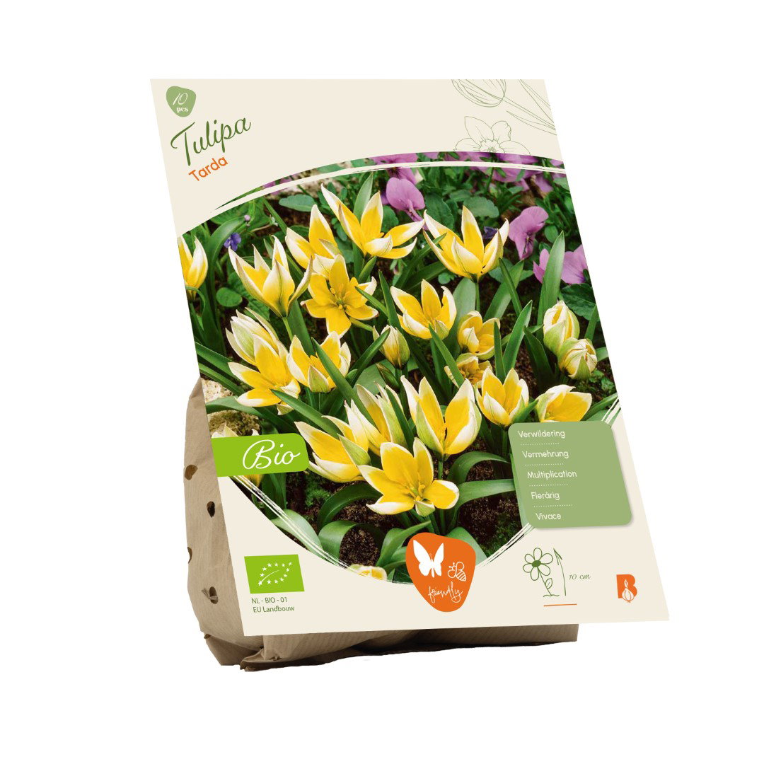 Tulipa Tarda BIO 10 stuks bloembollen Baltus - Baltus