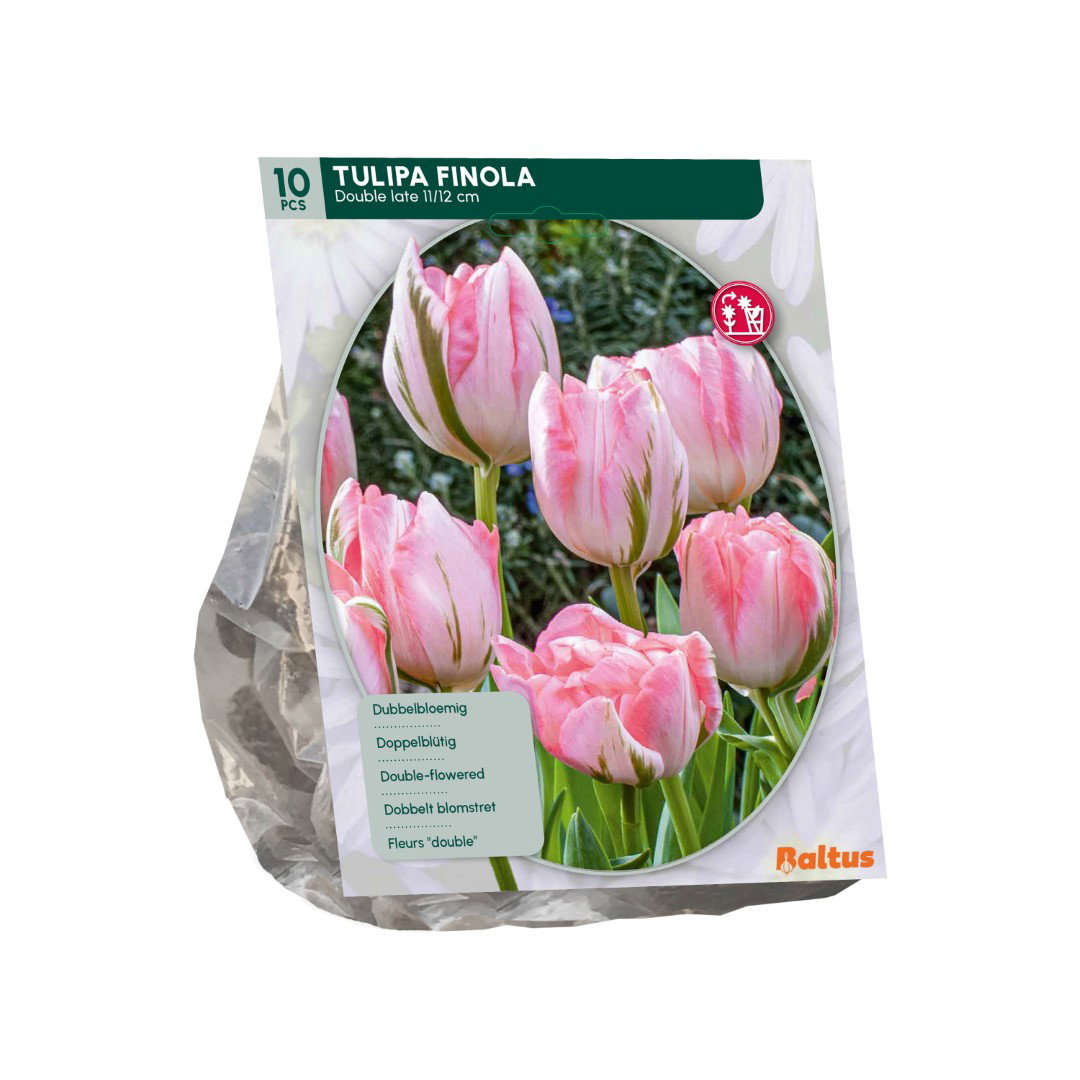 Tulipa Finola 10 stuks bloembollen II Baltus - Baltus