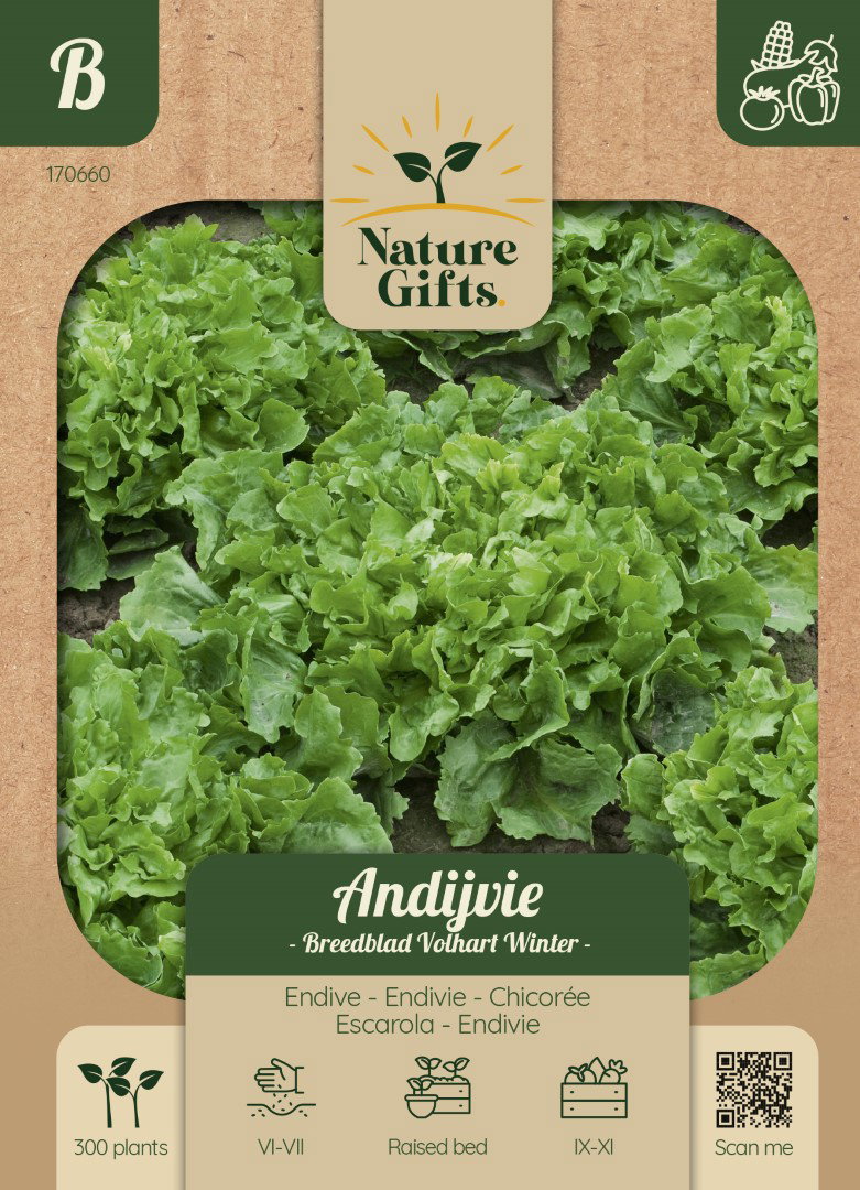 Andijvie Escariol groen groentenzaad Nature Gifts Baltus - Baltus