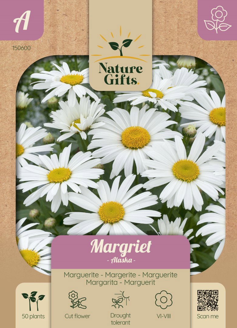 Margriet Alaska bloemenzaad Nature Gifts Baltus - Baltus