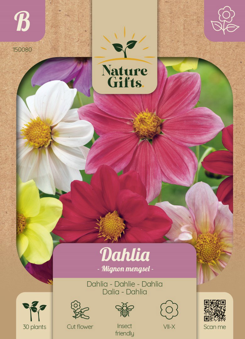 Dahlia Mignon mengsel bloemenzaad Nature Gifts Baltus - Baltus