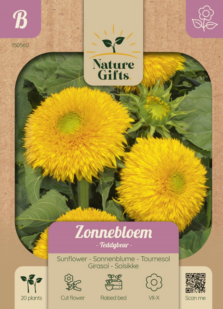 Zonnebloem Teddybear bloemenzaad Nature Gifts Baltus - Baltus