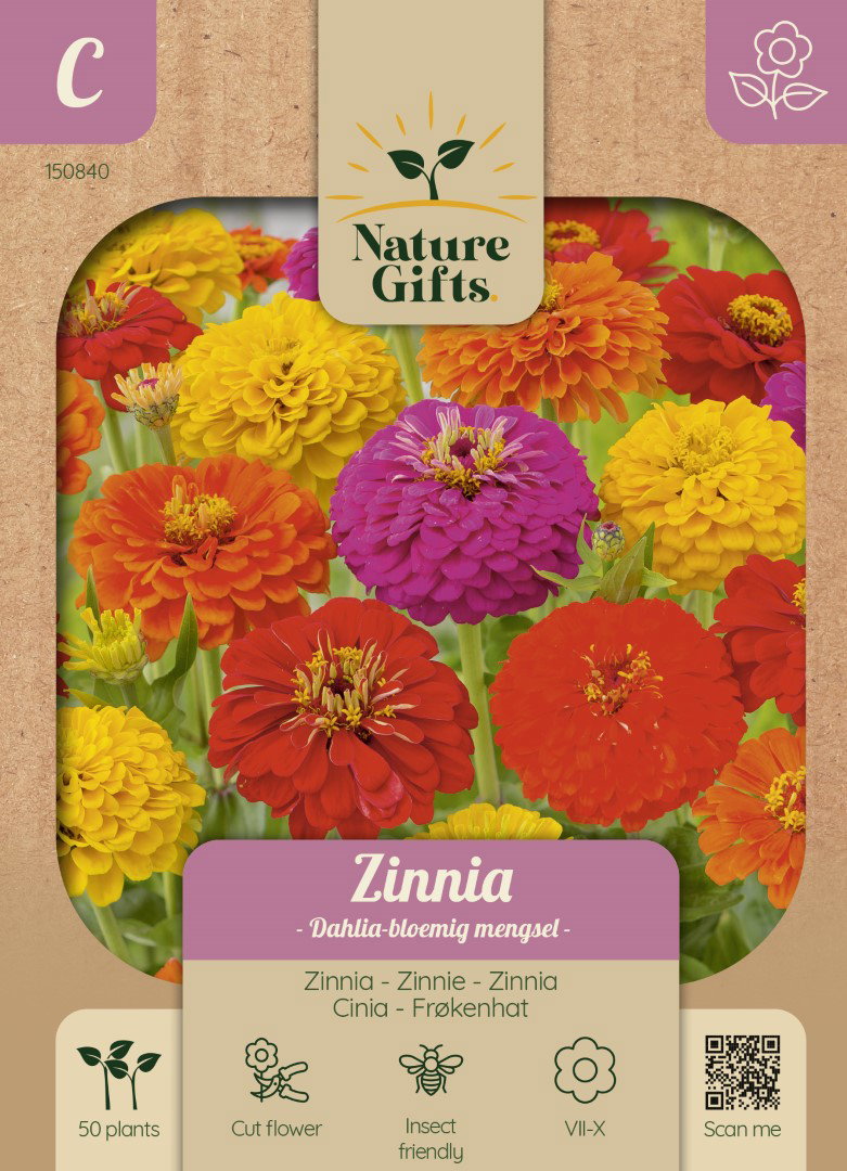 Zinnia Dahlia-bloemig mengsel bloemenzaad Nature Gifts Baltus - Baltus
