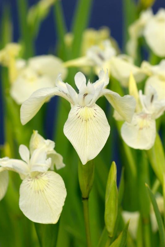 Iris pseudacorus Alba Gele lis waterplant Moerings - Moerings
