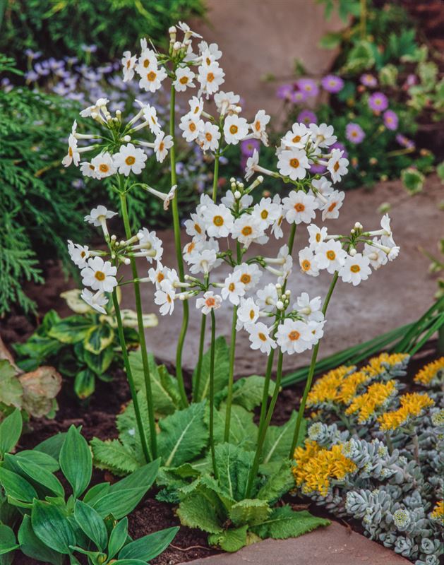 Moerings Primula japonica Alba Japanse sleutelbloem waterplant  - 