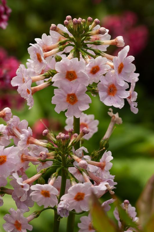 Moerings Primula japonica Appleblossom Japanse sleutelbloem waterplant  - 