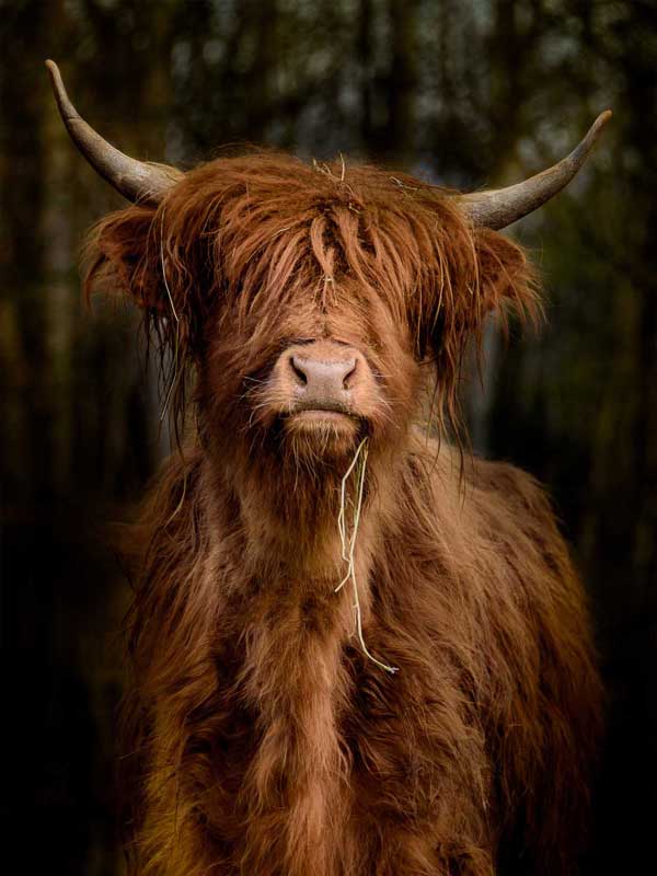 All seasons posters Longhorn staand 60 x 80 cm - 