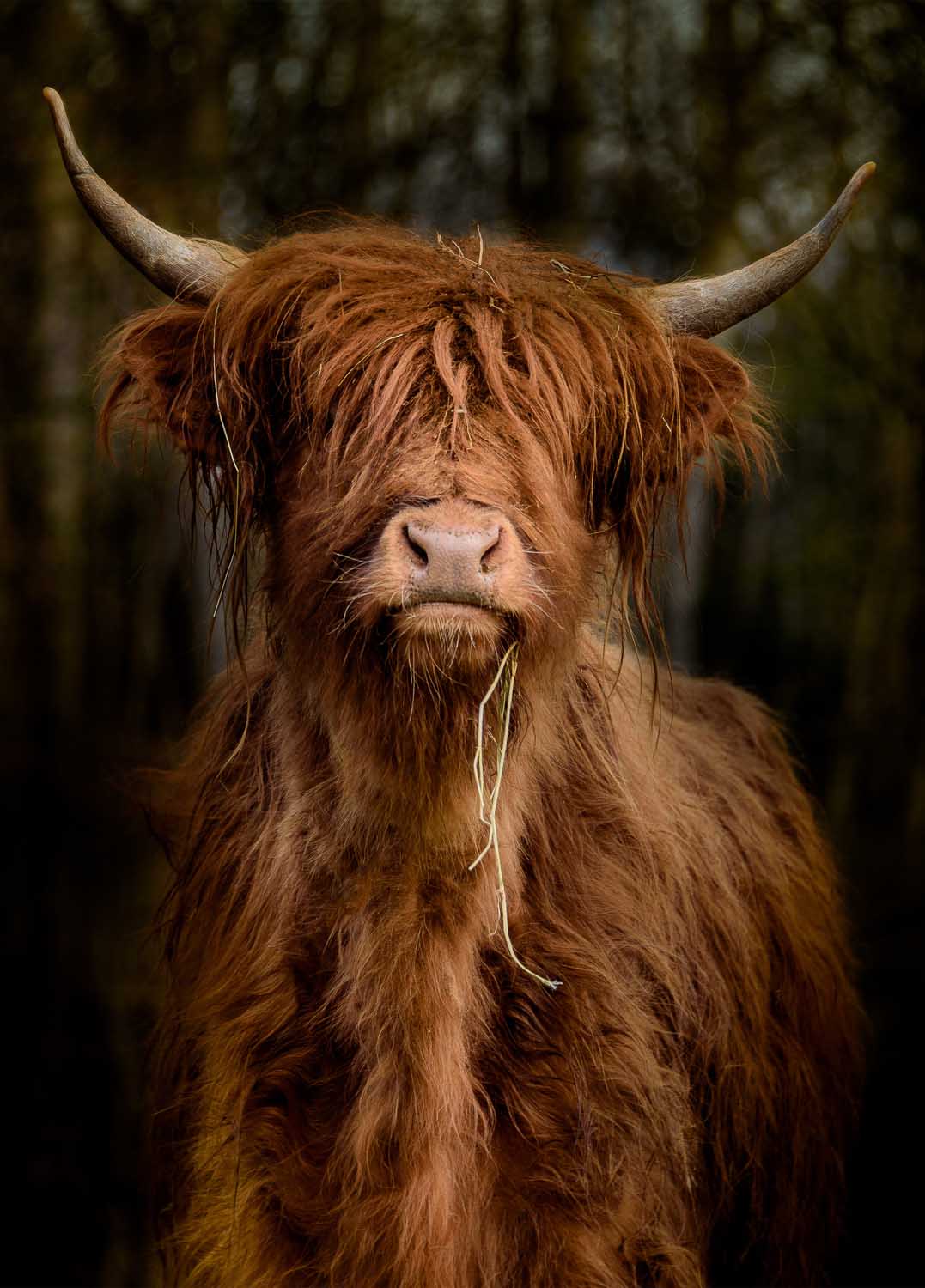 All seasons posters Longhorn - Staand 117 x 163 cm - 