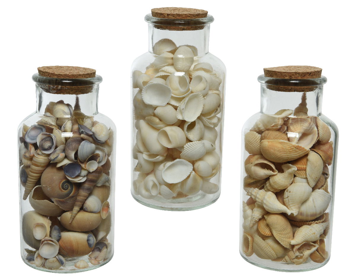https://cdn.warentuin.nl/media/catalog/product/S/C/SCAN8720194571347_fles_schelp_d8h16_cm_naturel_a3_decoris_1d09.jpg