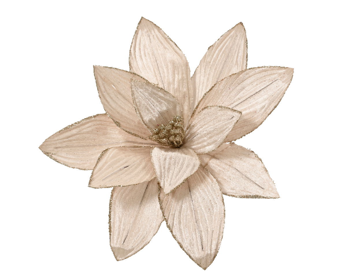 Poinsettia fluweel d30h15 cm chmpgn - Everlands