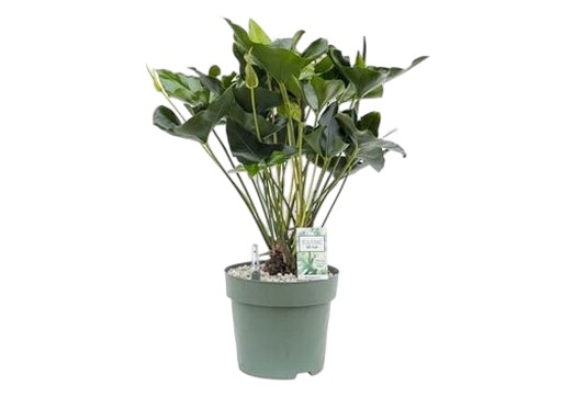https://cdn.warentuin.nl/media/catalog/product/S/C/SCAN8720256488019_anthurium_arrow_beautanic_lifestyle_5730.jpg