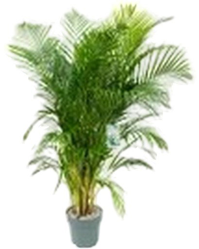 https://cdn.warentuin.nl/media/catalog/product/S/C/SCAN8720256488040_dypsis_lutescens_beautanic_lifestyle_0107.jpg