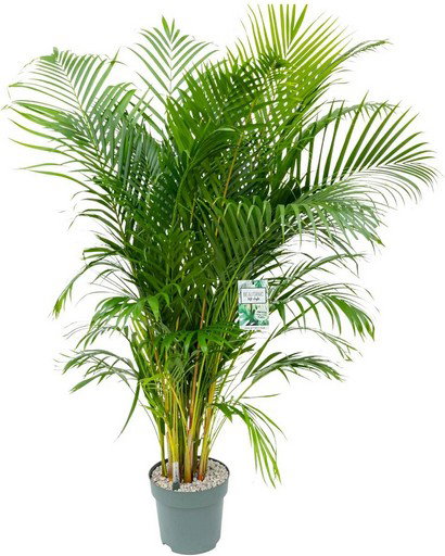https://cdn.warentuin.nl/media/catalog/product/S/C/SCAN8720256488040_dypsis_lutescens_beautanic_lifestyle_874c.jpg