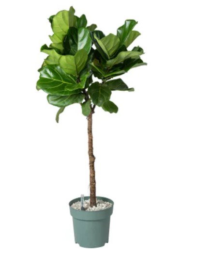 https://cdn.warentuin.nl/media/catalog/product/S/C/SCAN8720256488064_vioolbladplant_op_stam_ficus_lyrata_d_27_h_106c.jpg