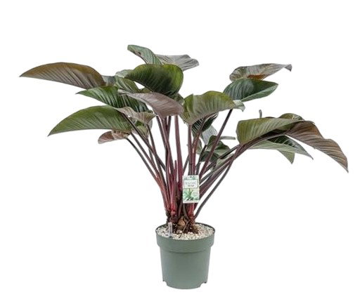 https://cdn.warentuin.nl/media/catalog/product/S/C/SCAN8720256488095_philodendron_red_beauty_i_beautanic_lifest_5959.jpg