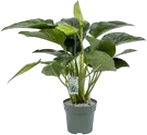https://cdn.warentuin.nl/media/catalog/product/S/C/SCAN8720256488101_philodendron_green_beauty_i_beautanic_life_0751.jpg