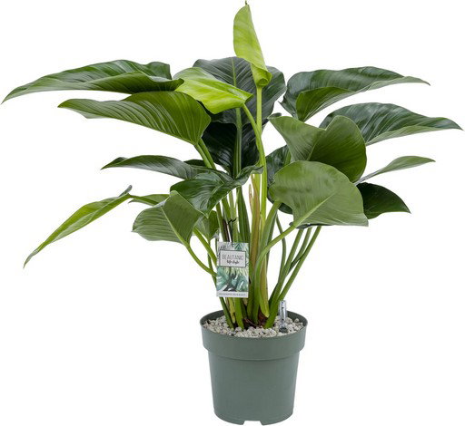 https://cdn.warentuin.nl/media/catalog/product/S/C/SCAN8720256488101_philodendron_green_beauty_i_beautanic_life_c507.jpg