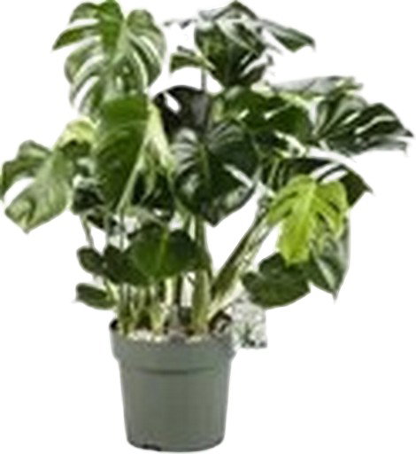 https://cdn.warentuin.nl/media/catalog/product/S/C/SCAN8720256488125_monstera_deliciosa_i_beautanic_lifestyle_68b8.jpg