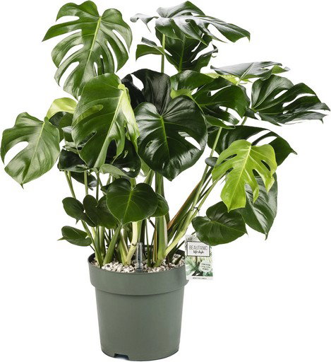 https://cdn.warentuin.nl/media/catalog/product/S/C/SCAN8720256488125_monstera_deliciosa_i_beautanic_lifestyle_7341.jpg