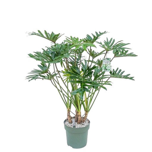 https://cdn.warentuin.nl/media/catalog/product/S/C/SCAN8720256488132_philodendron_xantal_beautanic_lifestyle_a600.jpg