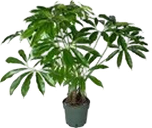 https://cdn.warentuin.nl/media/catalog/product/S/C/SCAN8720256488149_philodendron_fun_bun_beautanic_lifestyle_89bf.jpg