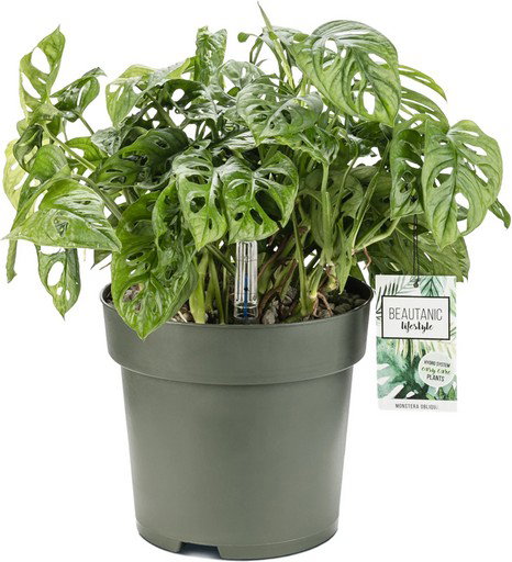 https://cdn.warentuin.nl/media/catalog/product/S/C/SCAN8720256488231_monstera_obliqua_i_beautanic_lifestyle_379b.jpg