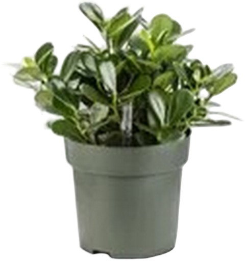 https://cdn.warentuin.nl/media/catalog/product/S/C/SCAN8720256488248_clusia_green_magic_beautanic_lifestyle_206c.jpg