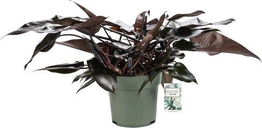 https://cdn.warentuin.nl/media/catalog/product/S/C/SCAN8720256488279_philodendron_lisa_beautanic_lifestyle_01f0.jpg