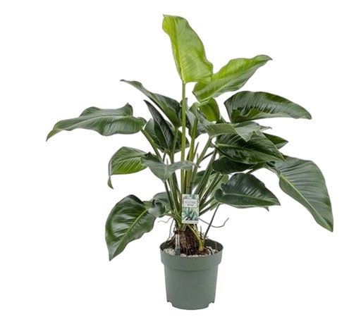 https://cdn.warentuin.nl/media/catalog/product/S/C/SCAN8720256488293_philodendron_green_beauty_ii_beautanic_lif_5c7b.jpg