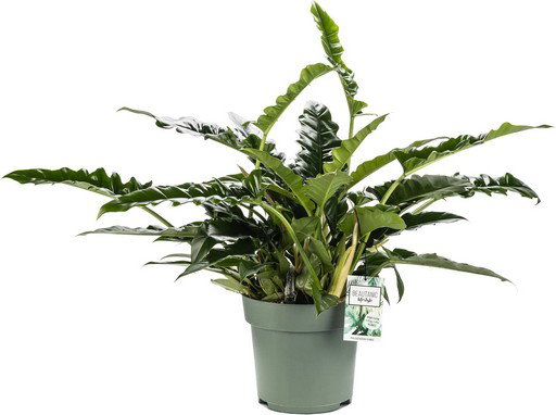 https://cdn.warentuin.nl/media/catalog/product/S/C/SCAN8720256488354_philodendron_rambo_beautanic_lifestyle_545a.jpg