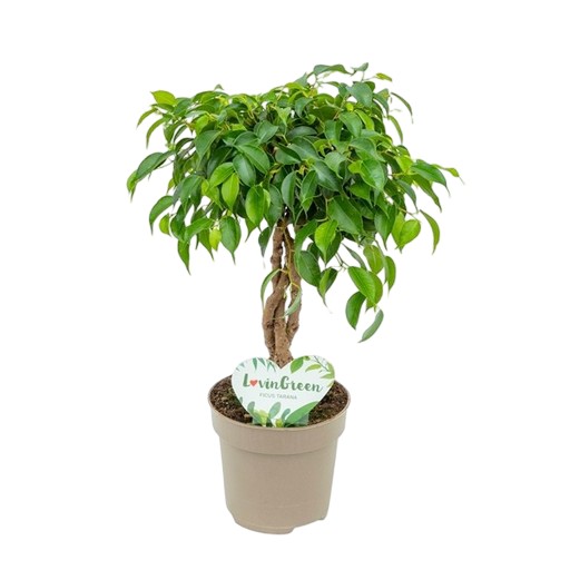 https://cdn.warentuin.nl/media/catalog/product/S/C/SCAN8720256488378_ficus_tarana_twisted_stem_beautanic_lifest_c810.jpg