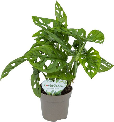 https://cdn.warentuin.nl/media/catalog/product/S/C/SCAN8720256488392_monstera_obliqua_ii_beautanic_lifestyle_197f.jpg