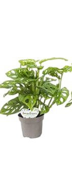 https://cdn.warentuin.nl/media/catalog/product/S/C/SCAN8720256488392_monstera_obliqua_ii_beautanic_lifestyle_21b9.jpg
